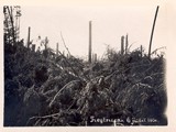 Archive-Lothard-1930-2